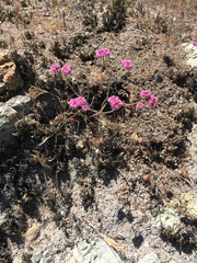 Chorizanthe douglasii