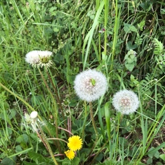 Tettigonia orientalis