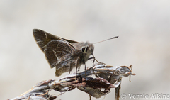 Atrytonopsis pittacus