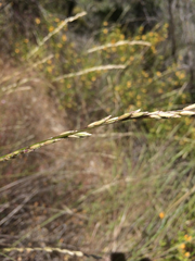 Melica californica