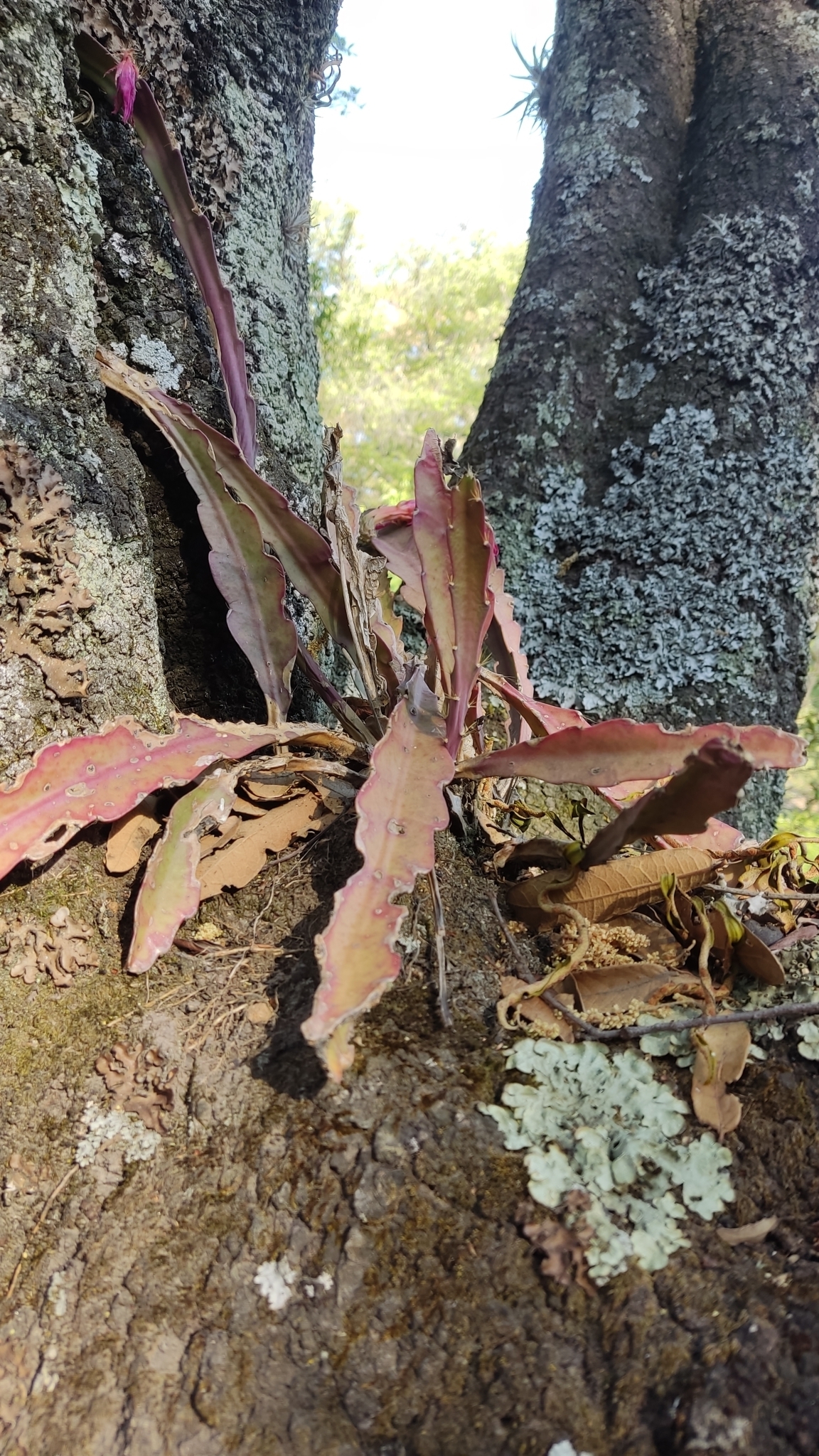 Disocactus Ackermannii (Disocactus ackermannii)
