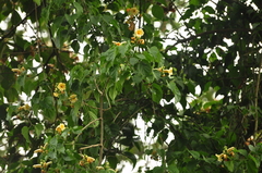 Amphilophium crucigerum