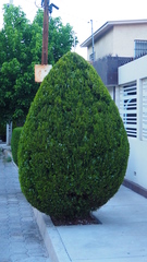 Cupressus