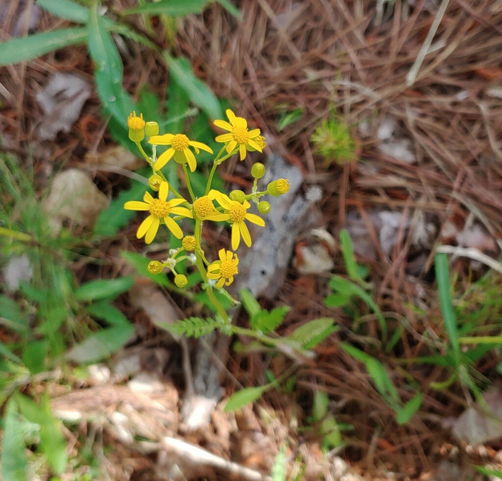Small's ragwort from Mountain Park, GA, USA on April 20, 2024 at 10:44 ...