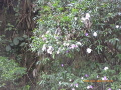 Brunfelsia australis