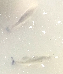 Micropterus salmoides