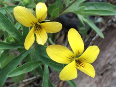 Viola lobata