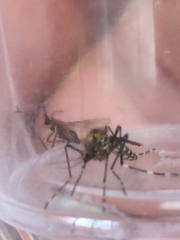 Ochlerotatus
