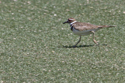 Killdeer photographed in Arizona