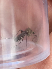 Ochlerotatus