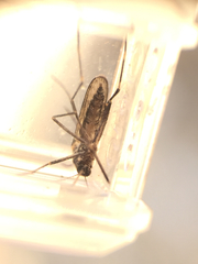 Ochlerotatus