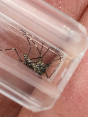 Ochlerotatus