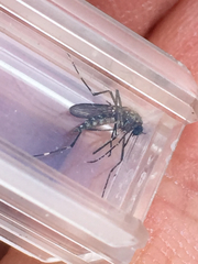 Ochlerotatus
