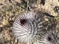 Cirsium occidentale occidentale
