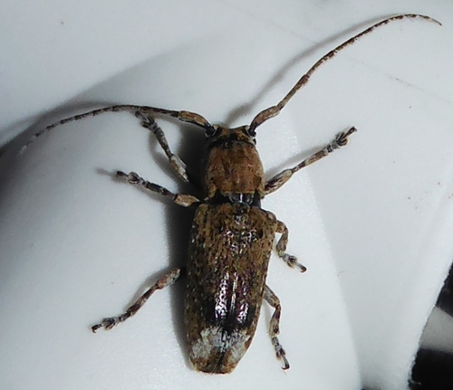 Pterolophia cylindripennis, 2020-02-02