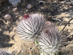 Cirsium occidentale occidentale