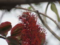 Combretum farinosum