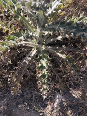 Cirsium occidentale occidentale