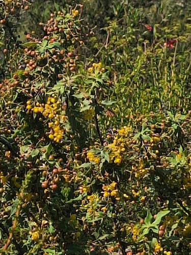 Image of Berberis nevinii by no rights reserved