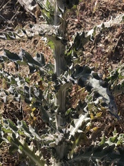Cirsium occidentale occidentale
