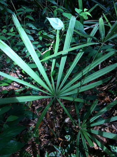 Licuala acutifida