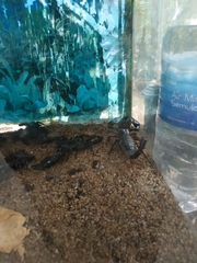 Heterometrus spinifer