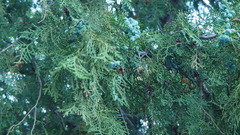 Cupressus