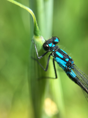 Zoniagrion exclamationis