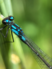 Zoniagrion exclamationis