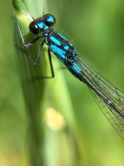 Zoniagrion exclamationis