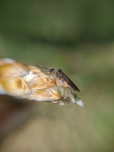 Vestigial Weeper, 6564 AB Heilig Landstichting, Netherlands, photo 10 of 10