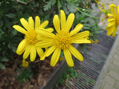 Euryops chrysanthemoides