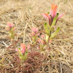 Castilleja nervata