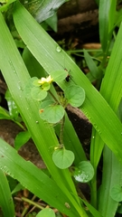Lysimachia japonica