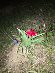 Tulipa