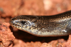 Arnold's Montane Skink photo 5