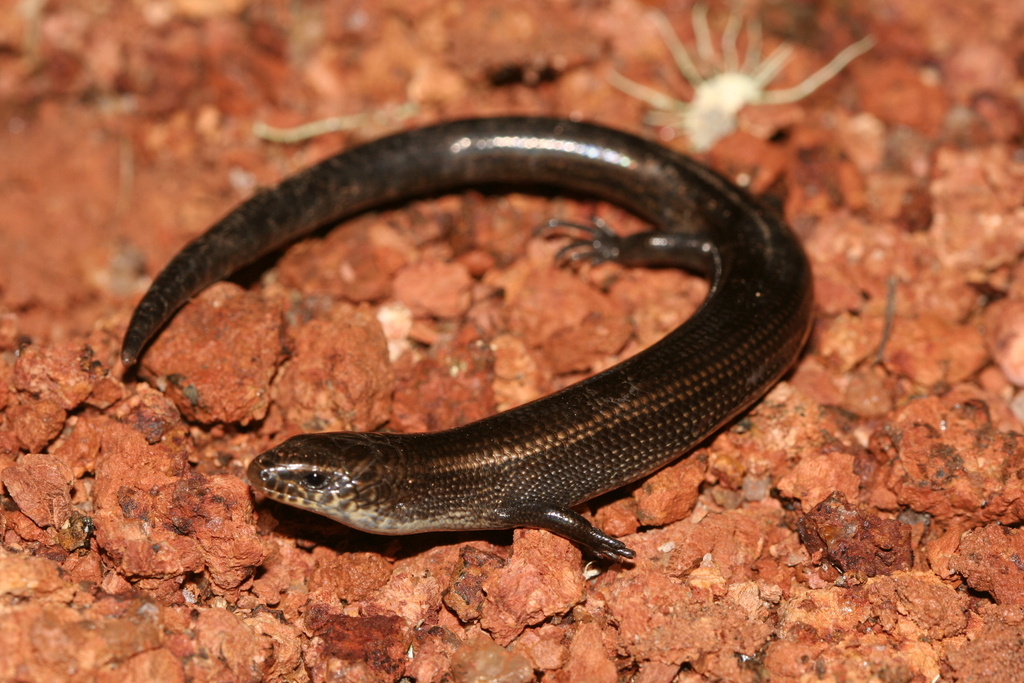 Arnold's Montane Skink