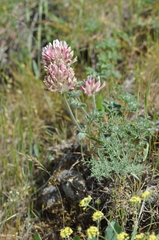 Trifolium macrocephalum
