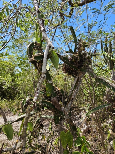 Image of Pitahaya (Leptocereus quadricostatus) by (c) ritirene, some rights reserved (CC BY)