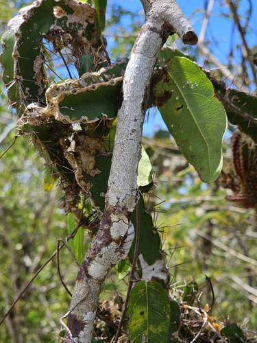 Image of Pitahaya (Leptocereus quadricostatus) by (c) ritirene, some rights reserved (CC BY)