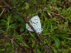Pseudophilotes baton
