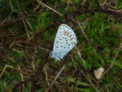 Pseudophilotes baton