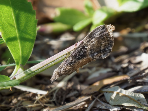 Green Cloverworm Moth, photo 5 of 10