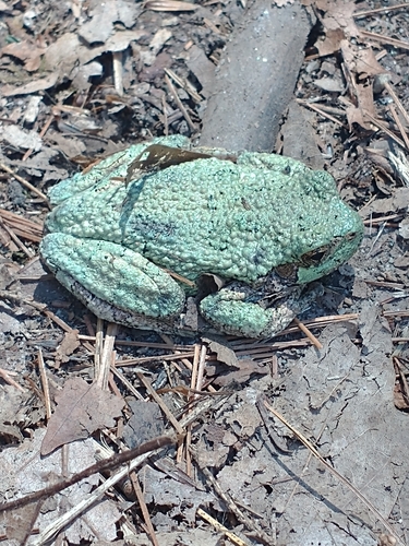 Gray Treefrog photographed in Vermont