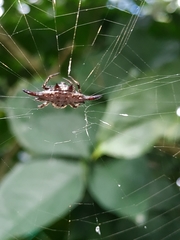 Gasteracantha diardi