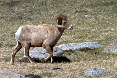 Bighorn Sheep photographed in Wyoming