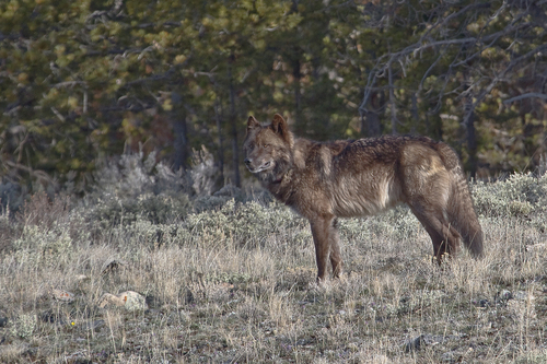 Gray Wolf photographed in Wyoming