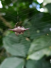 Gasteracantha diardi