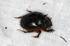 Onthophagus ferox