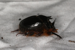 Onthophagus ferox